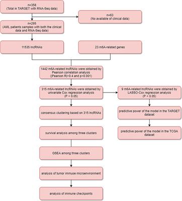 Comprehensive Analysis of N6-Methyladenosine-Related Long Noncoding RNA Prognosis of Acute Myeloid Leukemia and Immune Cell Infiltration